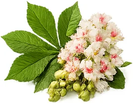 Venarix — estratto di Sophora japonica nella formula